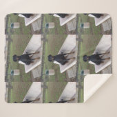 Doberman Flipper Sherpadecke (Vorderseite (Horizontal))