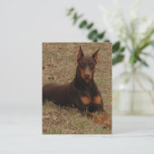 Doberman Greetings Postkarte (Stehend Vorderseite)