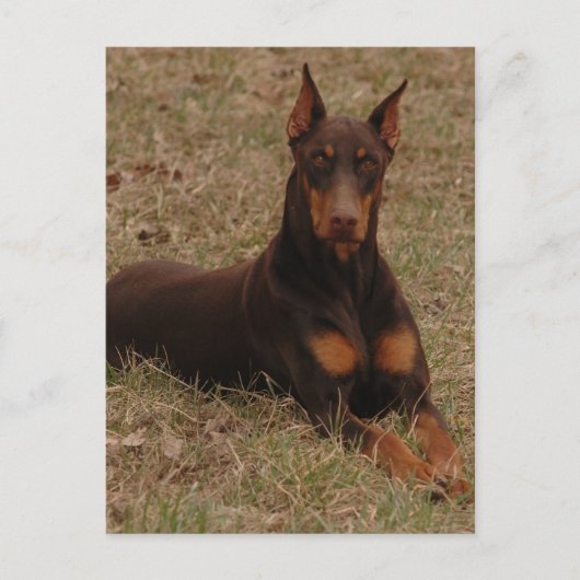 Doberman Greetings Postkarte (Vorderseite)