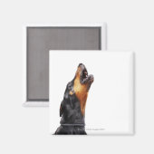 Doberman hewling magnet (Vorderseite/Rückseite)