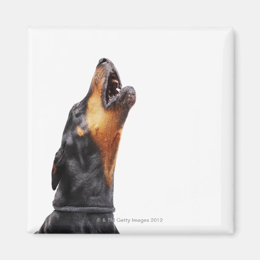 Doberman hewling magnet (Vorne)