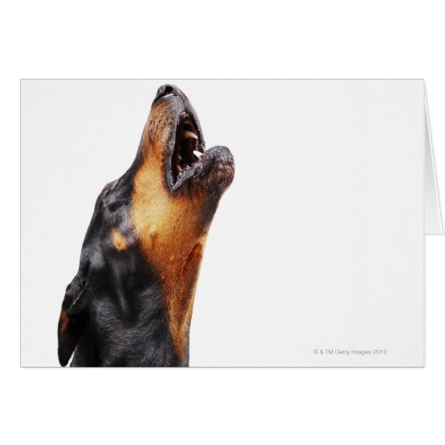 Doberman hewling, nah (Vorderseite (Horizontal))