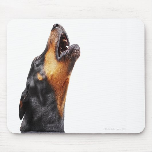 Doberman hewling, nah mousepad (Vorne)
