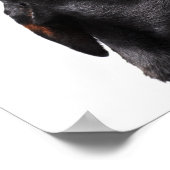 Doberman hewling, nah poster (Ecke)