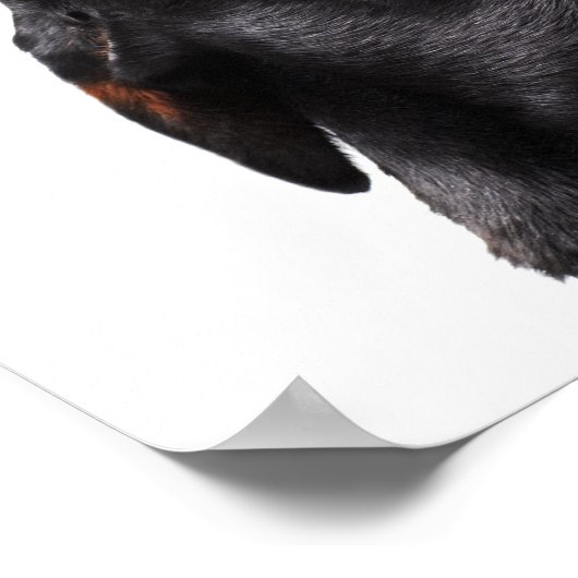 Doberman hewling, nah poster (Ecke)