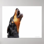 Doberman hewling, nah poster (Vorne)