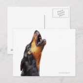 Doberman hewling, nah postkarte (Vorne/Hinten)
