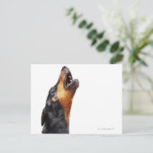 Doberman hewling, nah postkarte (Stehend Vorderseite)