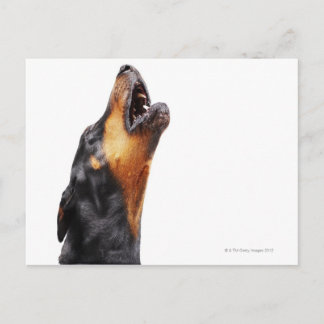 Doberman hewling, nah postkarte