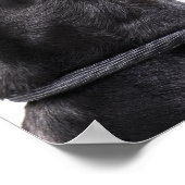 Doberman hewling poster (Ecke)