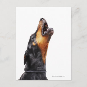 Doberman hewling postkarte