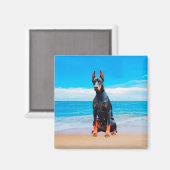 Doberman Hund sitzt am Strand Magnet (Vorderseite/Rückseite)