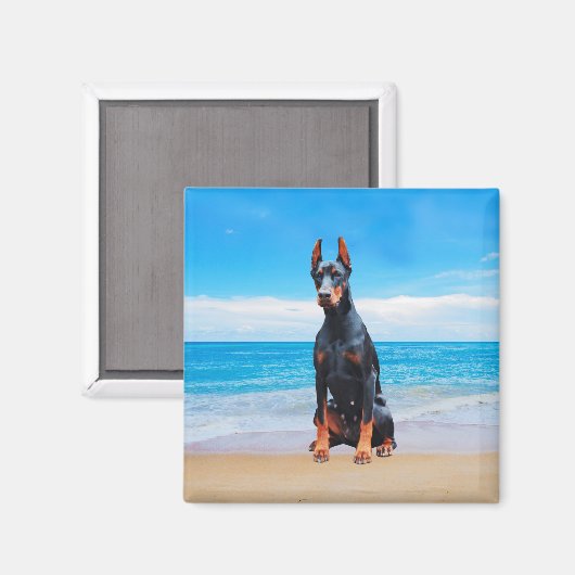 Doberman Hund sitzt am Strand Magnet (Vorderseite/Rückseite)