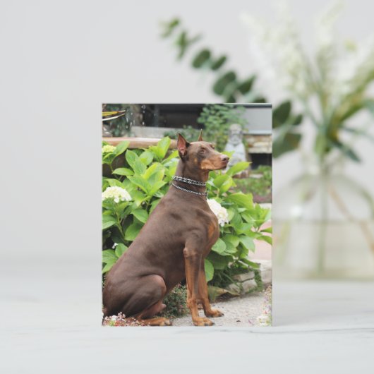 Doberman - Im Kirchengarten Postkarte (Stehend Vorderseite)