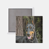 Doberman in Forest Magnet (Vorderseite/Rückseite)