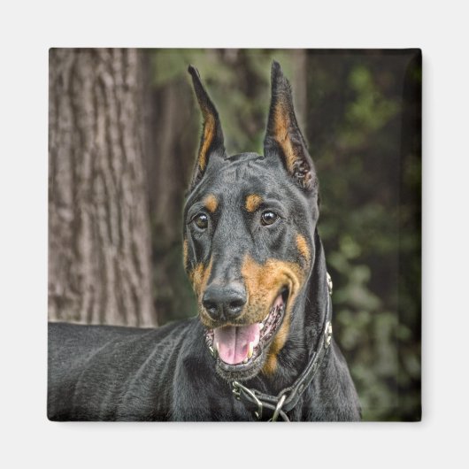 Doberman in Forest Magnet (Vorne)