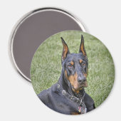 Doberman in Grass Magnet (Vorderseite/Rückseite)