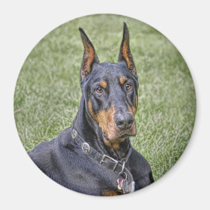 Doberman in Grass Magnet