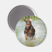 Doberman Magnet (Vorderseite/Rückseite)
