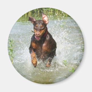 Doberman Magnet