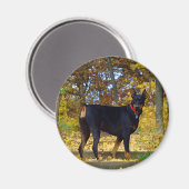 Doberman Magnet (Vorderseite/Rückseite)
