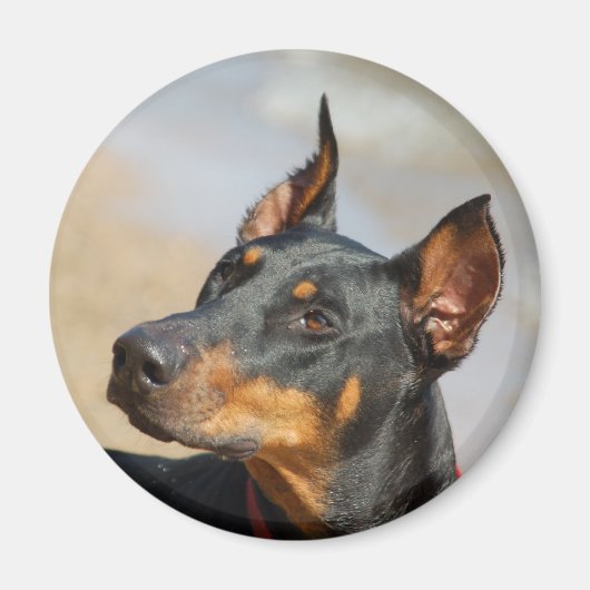 Doberman Magnet (Vorne)