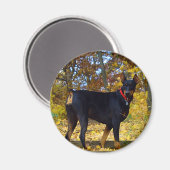 Doberman Magnet (Vorderseite/Rückseite)