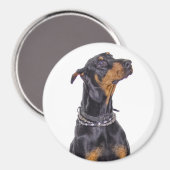 Doberman mit neaky Look Magnet (Vorderseite/Rückseite)