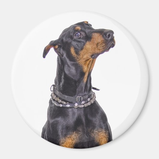 Doberman mit neaky Look Magnet (Vorne)