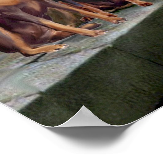 Doberman Pair - Die Akkolade Poster (Ecke)