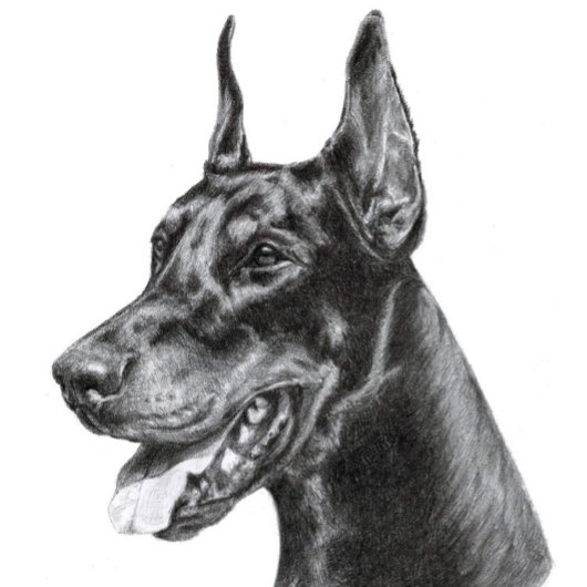 Doberman Pencil Zeichnend Postkarte