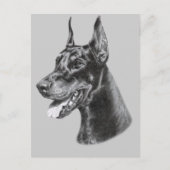 Doberman Pencil Zeichnend Postkarte (Vorderseite)