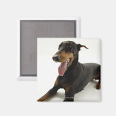 Doberman Pinscher 2 Magnet (Vorderseite/Rückseite)