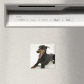 Doberman Pinscher 2 Magnet (In Situ (Geschirrspüler))