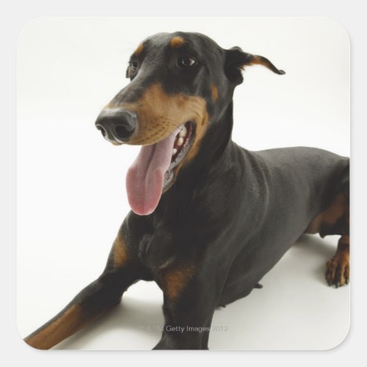 Doberman Pinscher 2 Quadratischer Aufkleber (Vorderseite)