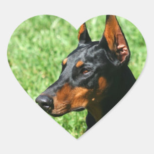 Doberman Pinscher Aufkleber