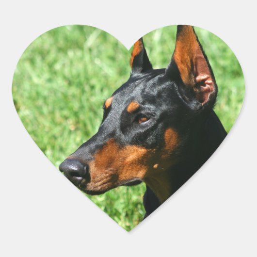 Doberman Pinscher Aufkleber (Vorderseite)