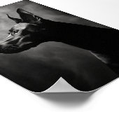 Doberman Pinscher Black and White Poster (Ecke)