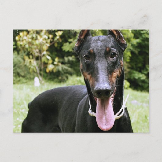 Doberman Pinscher Dog Postcard Postkarte (Vorderseite)