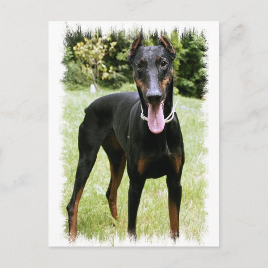 Doberman Pinscher Dog Postcard Postkarte (Vorderseite)