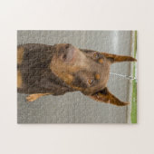 Doberman Pinscher Foto Jigsaw Puzzle (Horizontal)