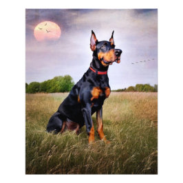 Doberman Pinscher Fotodruck