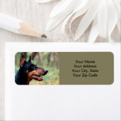 Doberman Pinscher im Wald (Insitu)