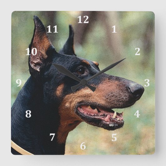 Doberman Pinscher im Wald Quadratische Wanduhr (Vorderseite)