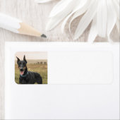 Doberman Pinscher in Field (Insitu)