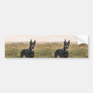 Doberman Pinscher in Field Autoaufkleber