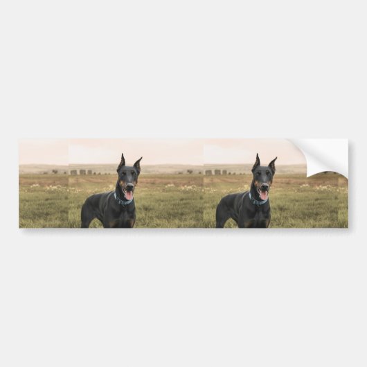 Doberman Pinscher in Field Autoaufkleber (Vorne)