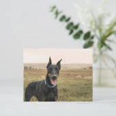 Doberman Pinscher in Field Postkarte (Stehend Vorderseite)