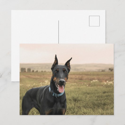 Doberman Pinscher in Field Postkarte (Vorne/Hinten)