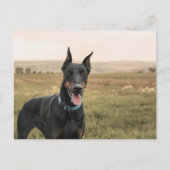 Doberman Pinscher in Field Postkarte (Vorderseite)